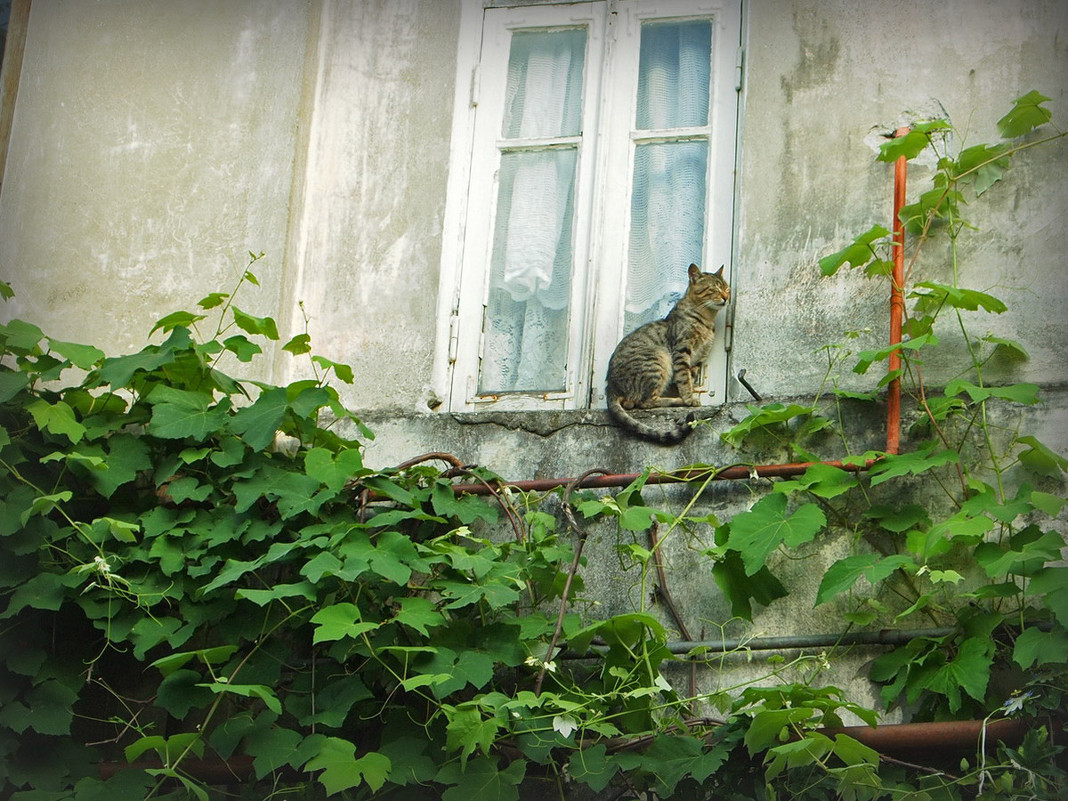 Кошка на окне - Григорий Азатян