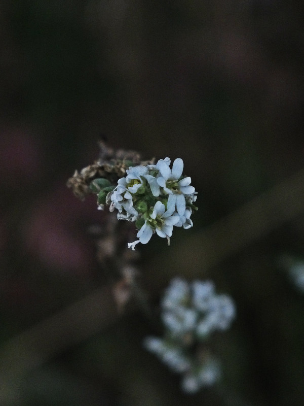 Цветок - Алёна Бакерина