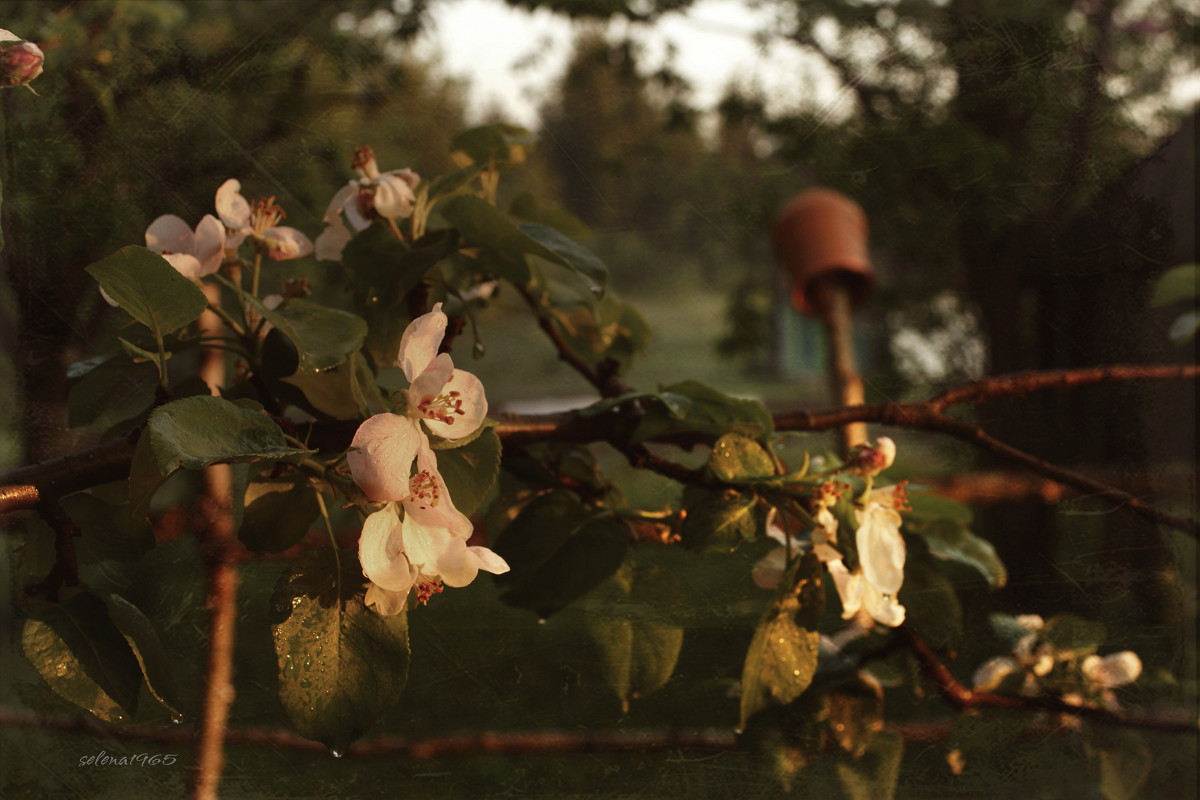 В саду цветущих яблонь.... - Елена Kазак (selena1965)