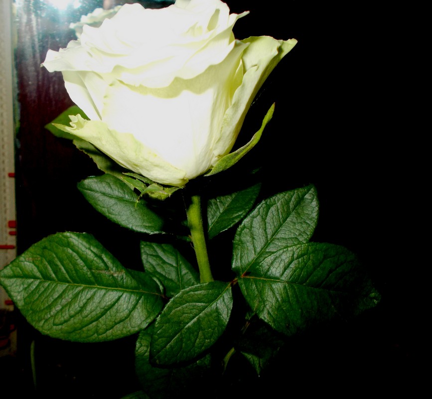 Белая роза - Veselaay 
