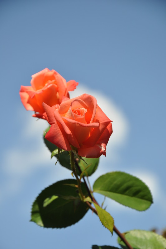 мои любимые розы - Elena 