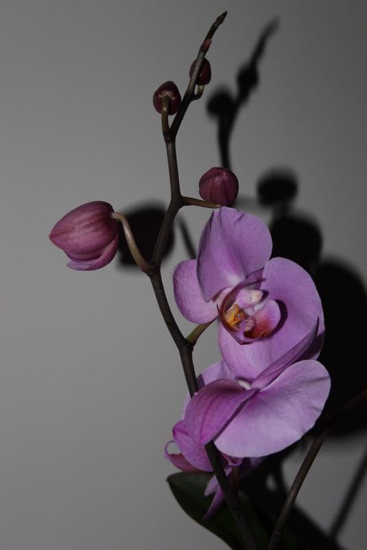 орхидея - татьяна 