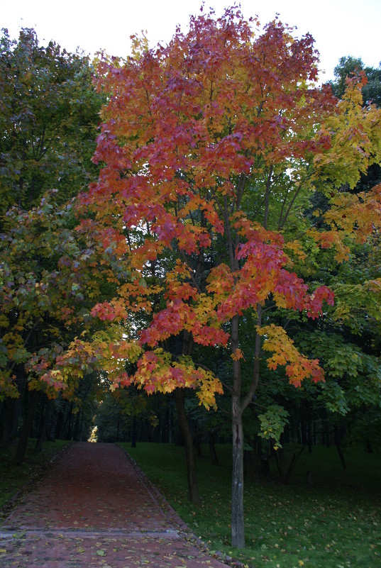 Разноцветная осень - esadesign Егерев