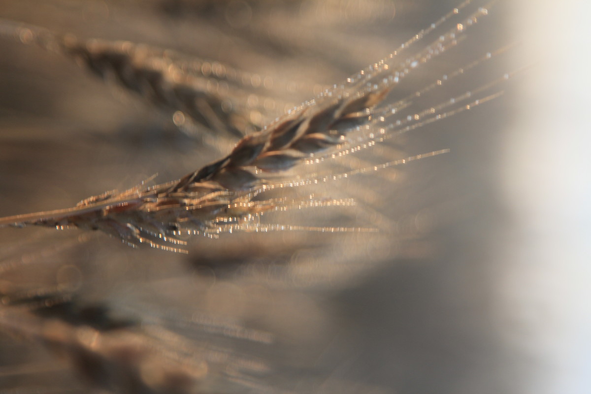 Пшеничное поле на рассвете - Влад Ложкин