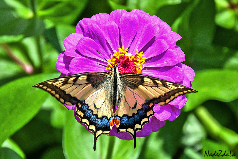 Бабочка красавица - Надежда Лаптева