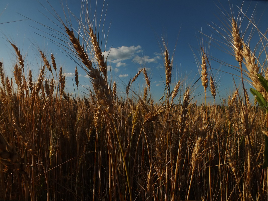Пшеничное поле - Дарья Яковлева
