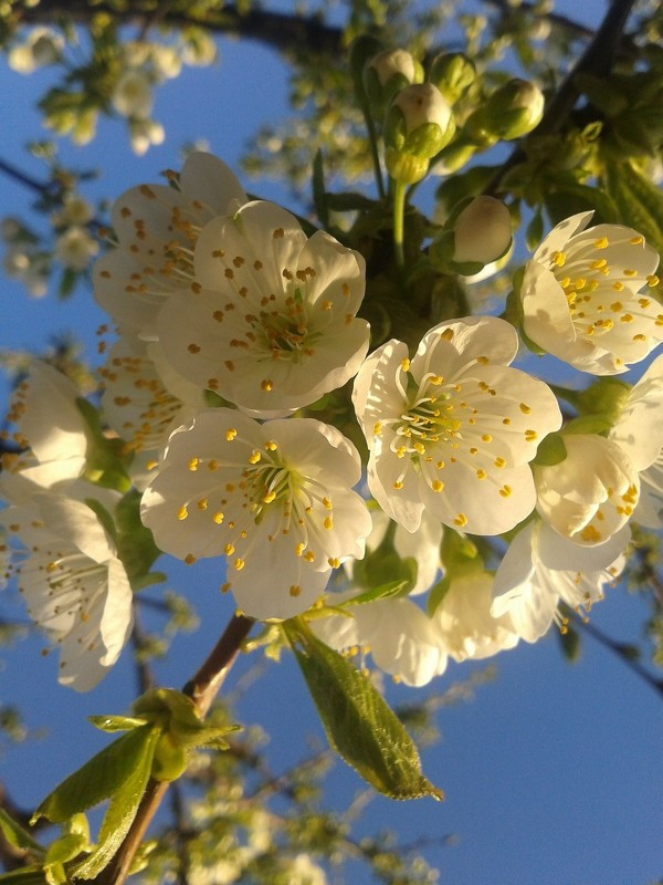 Цветение вишни.... - Анастасия Орлова