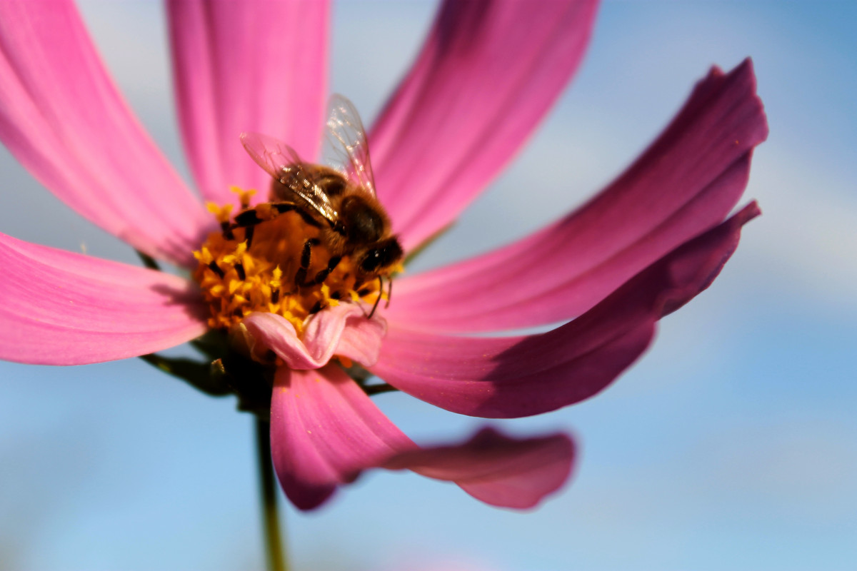 Пчёлка - Ксения 