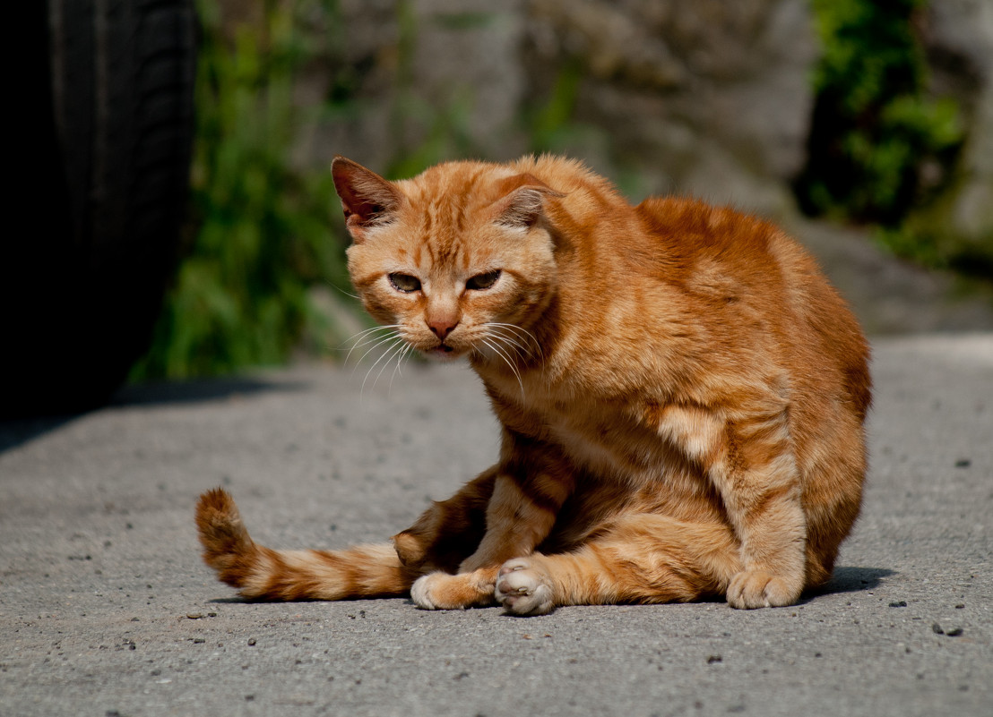 Ленивый итальянский рыжий кот - Ekaterina Spirina