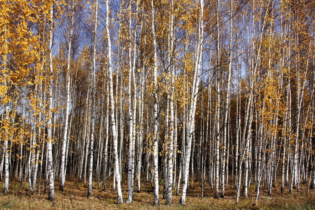 осень - Владимир Холодницкий