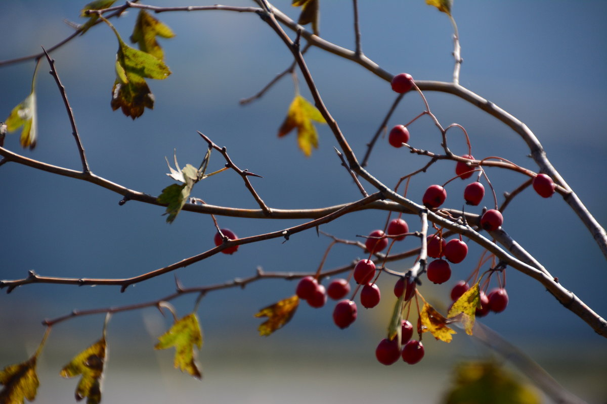Осенняя листва - александр донченко