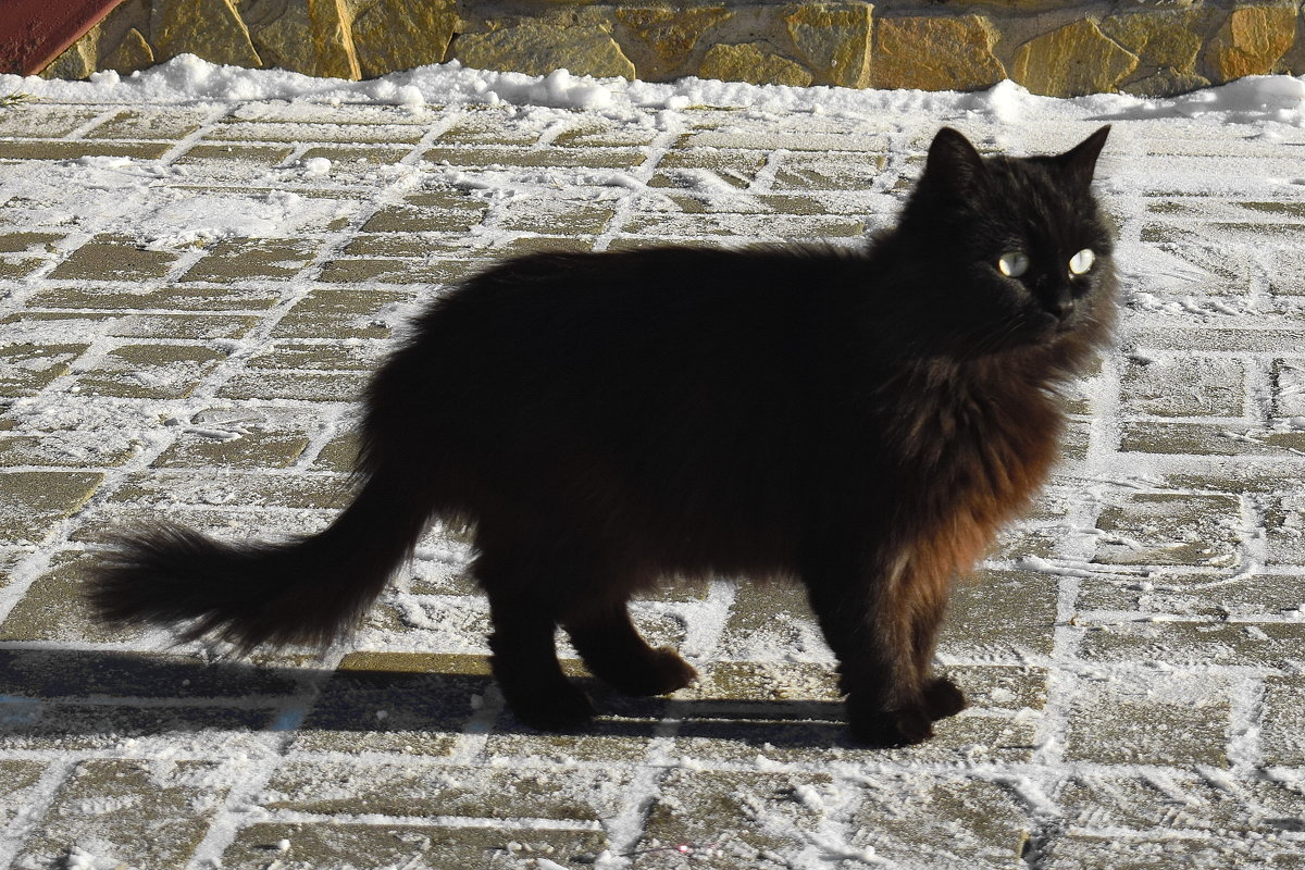 «Говорят, не повезет, если черный кот дорогу перейдет» - A. SMIRNOV
