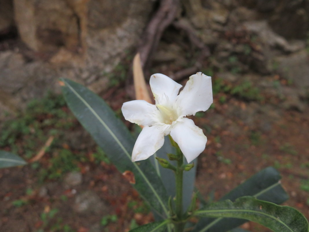 Цветок олеандра - Natalia Harries
