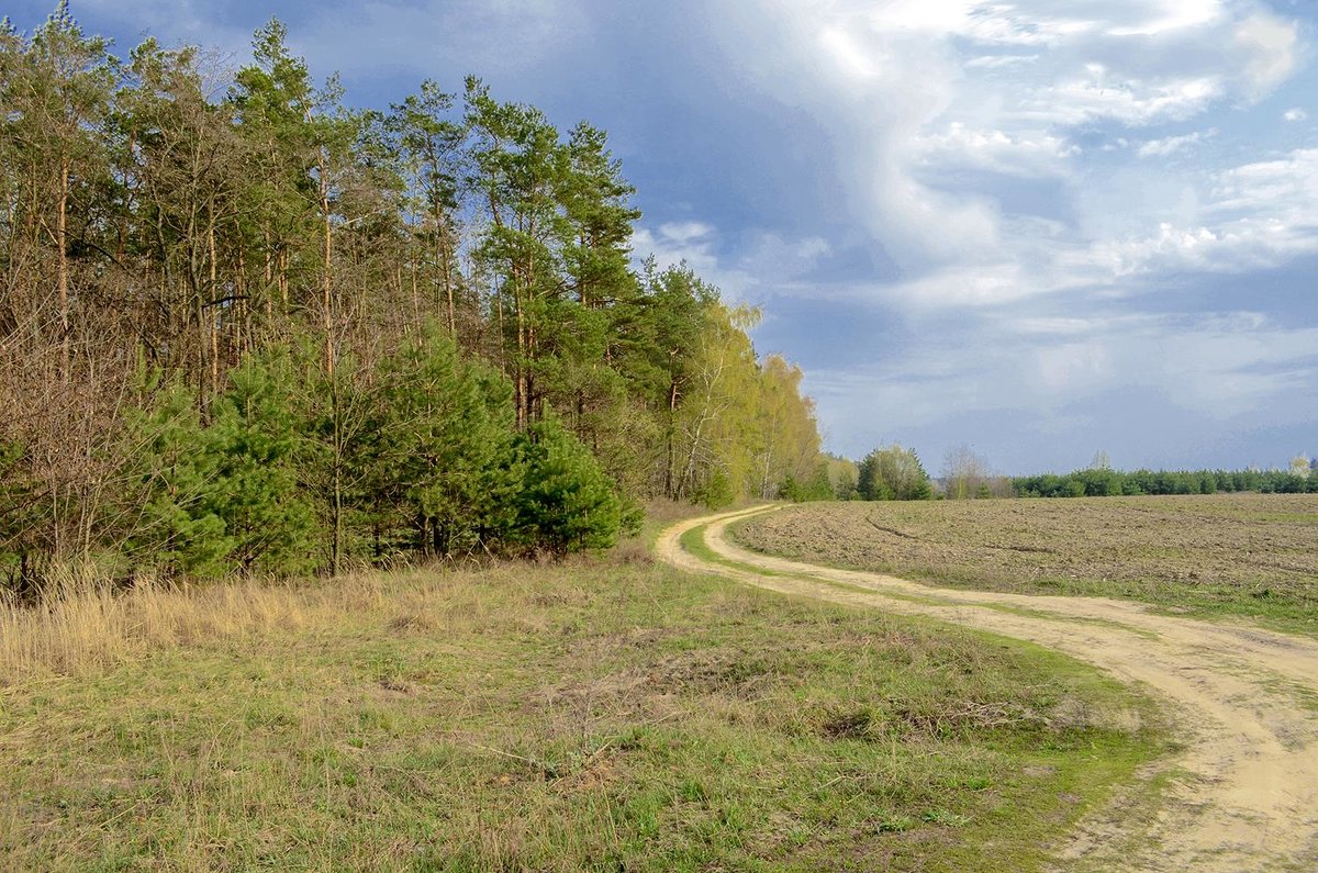 Фото Поле Лес