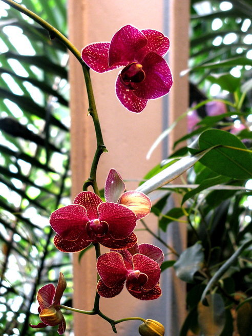 Орхидеи - Татьяна Беляева