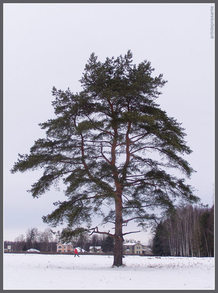 Павловский парк - vadim 