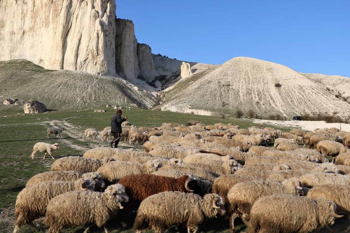 Пастбище овец у Белой скалы - Елена Голос 