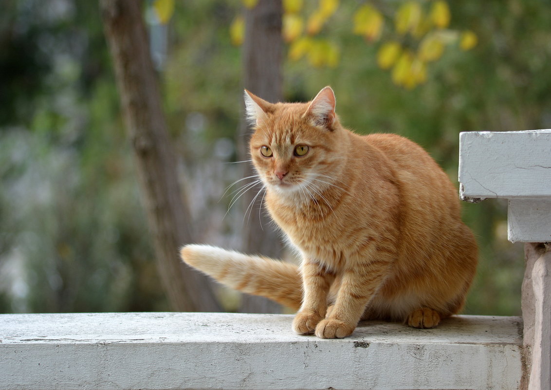 Рыжий кот - Ольга (crim41evp)