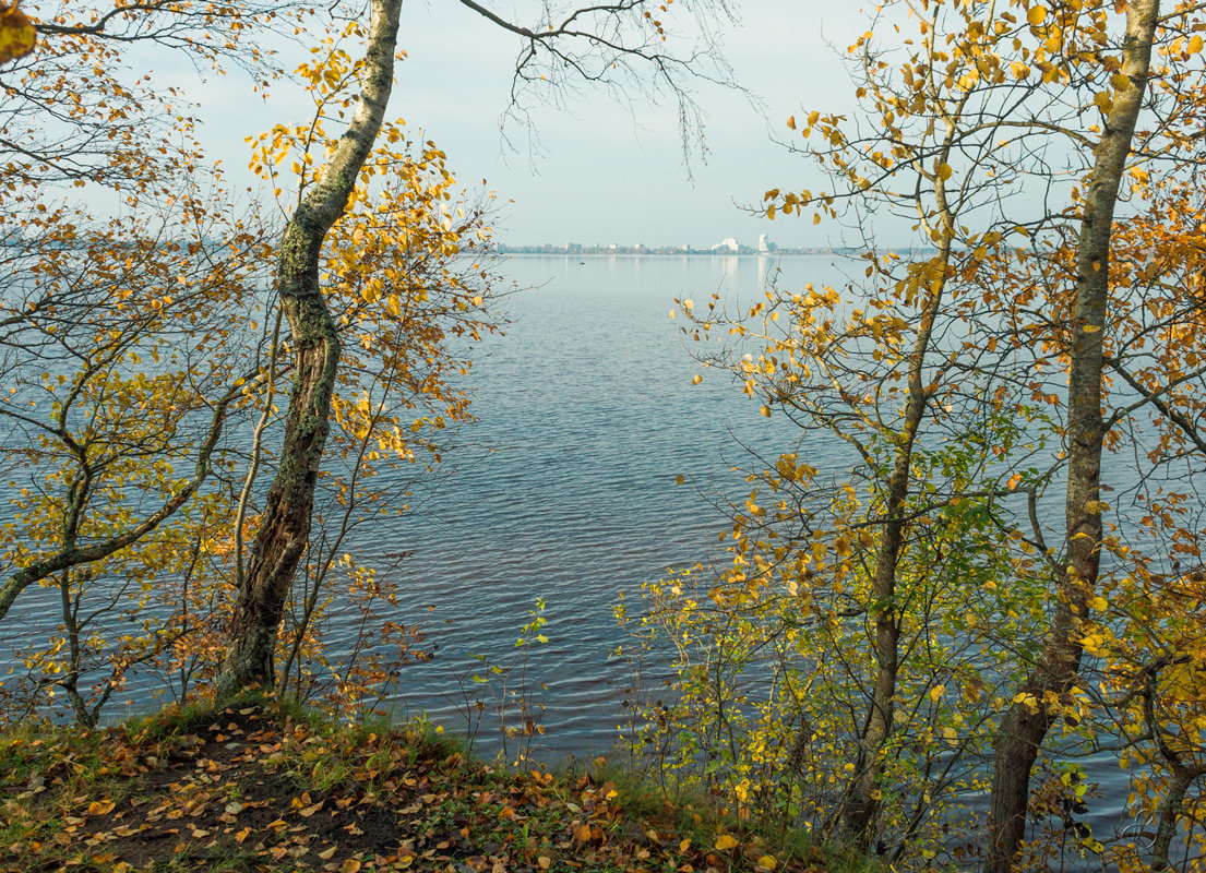 Осень на берегу озера Разлив (12) - Виталий 
