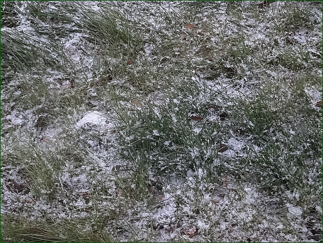 Трава под снегом - Вера 