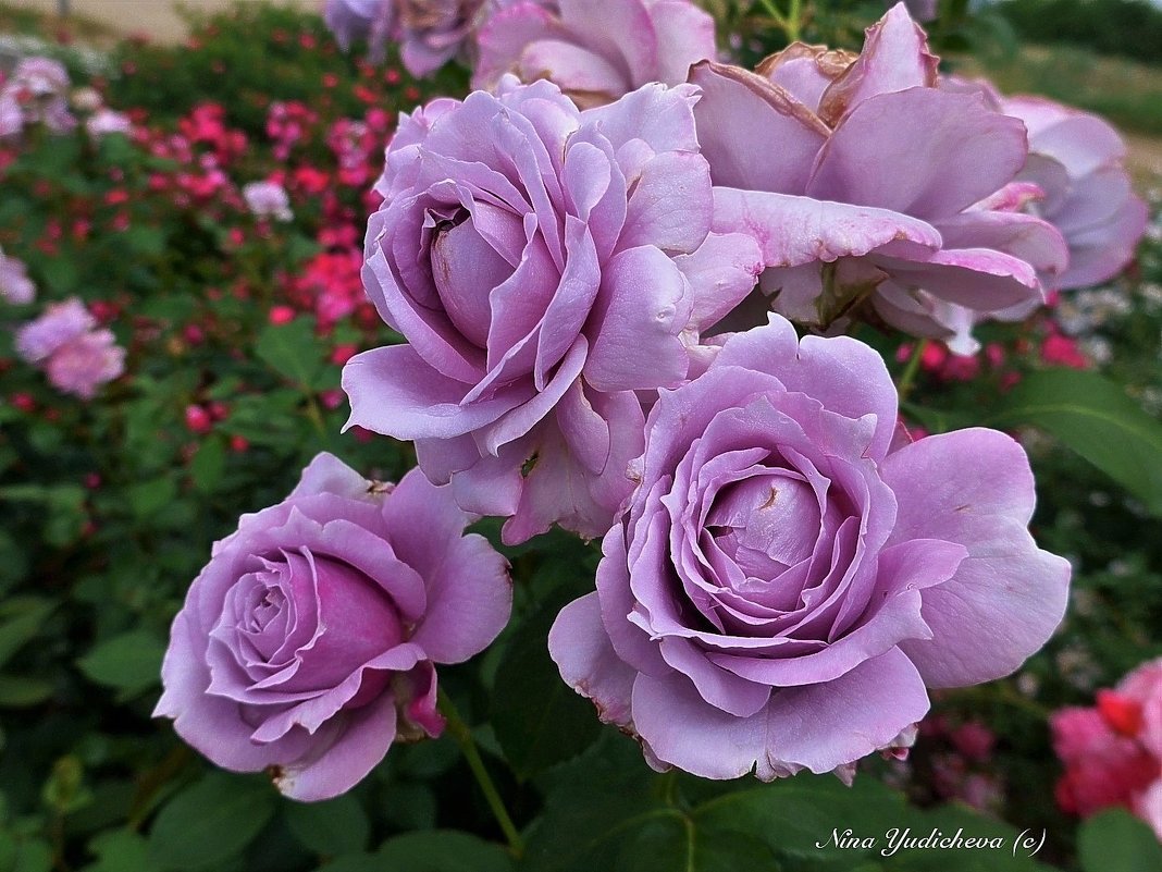 Сиреневые розы - Nina Yudicheva
