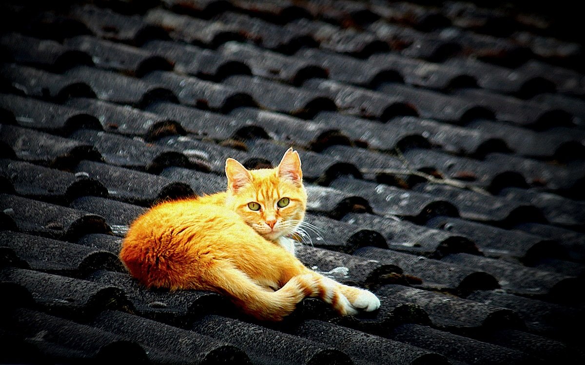 Рыжий кот стихи на крыше сочиняет под Луной. - Юрий. Шмаков