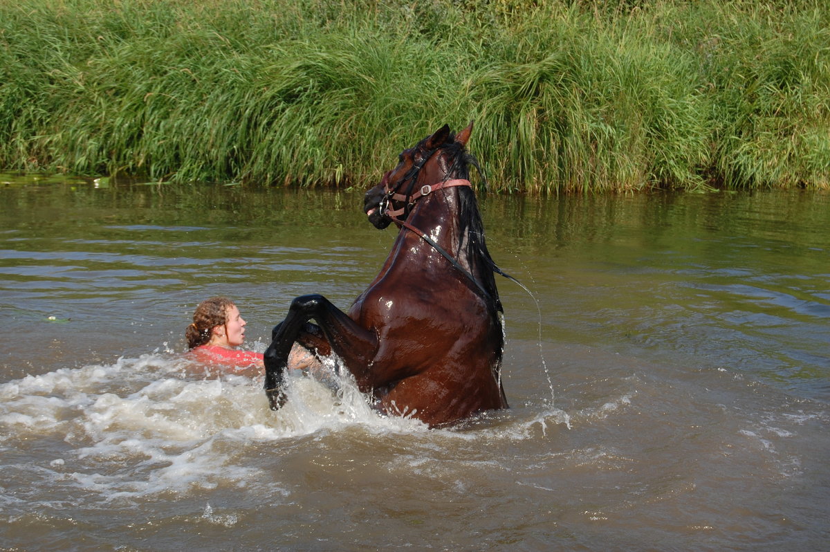 Лошади купаются в реке