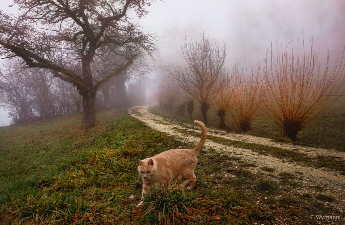 кошка, которая гуляет сама по себе - Elena Wymann