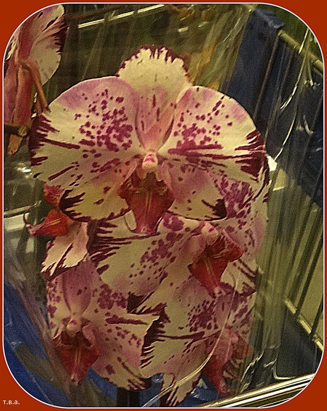 Орхидея - Вера 