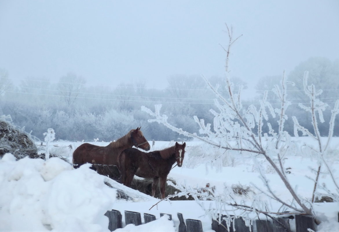 Зима... кони... 1 - Светлана Рябова-Шатунова