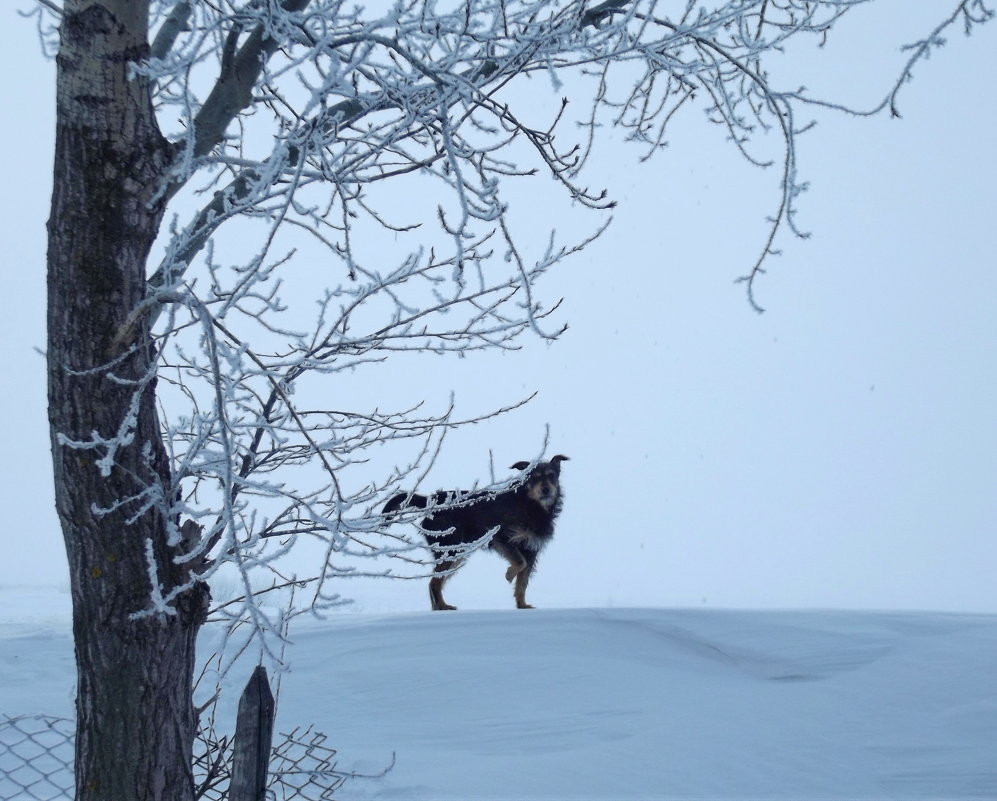 Зимний пёс 2 - Светлана Рябова-Шатунова