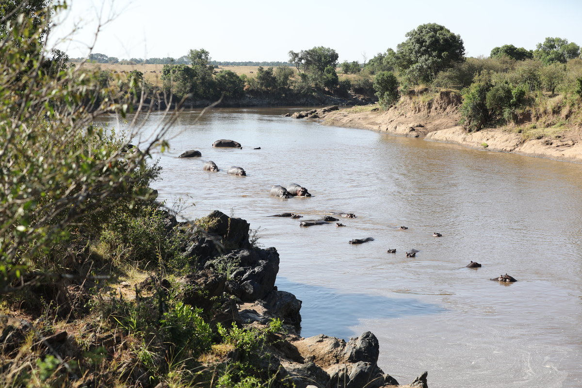 Бегемоты купаются в реке - Andrey Vaganov