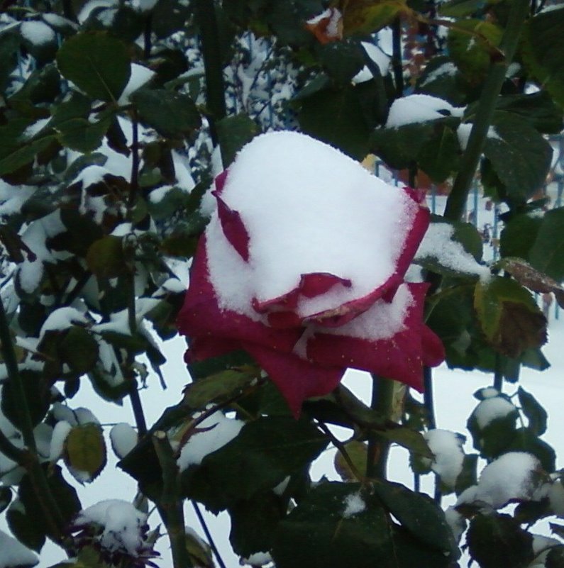 Роза и снег - Dana 