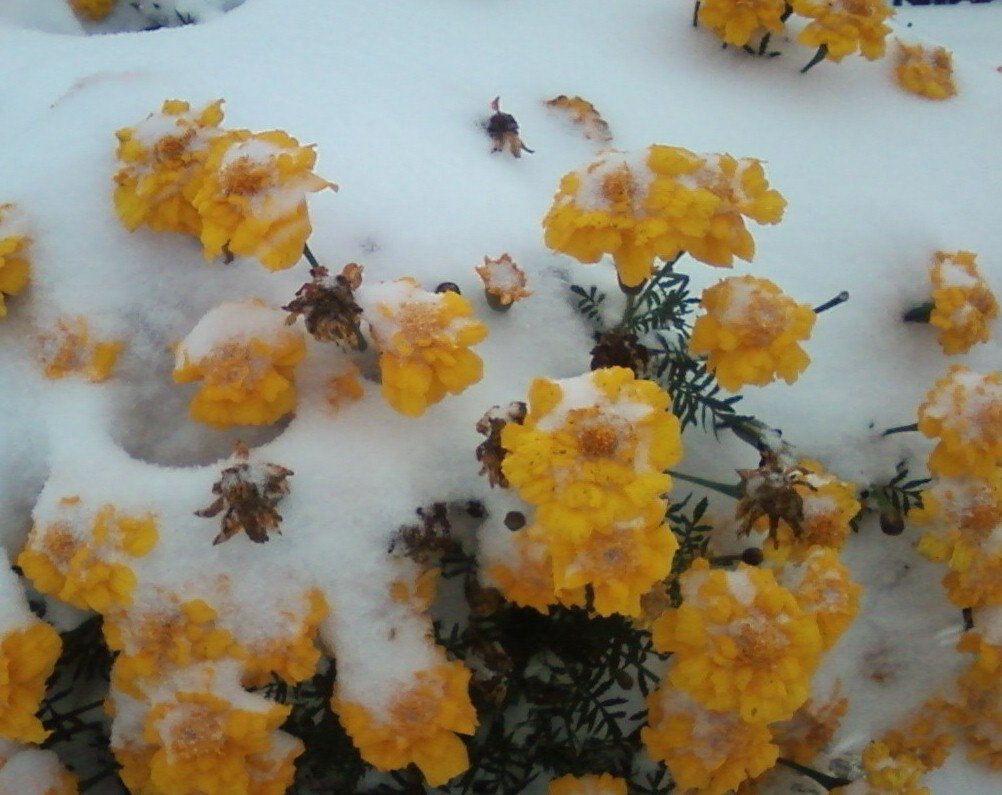 Цветы в снегу - Dana 