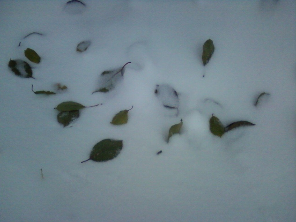 Зелёные листья на снегу - Dana 