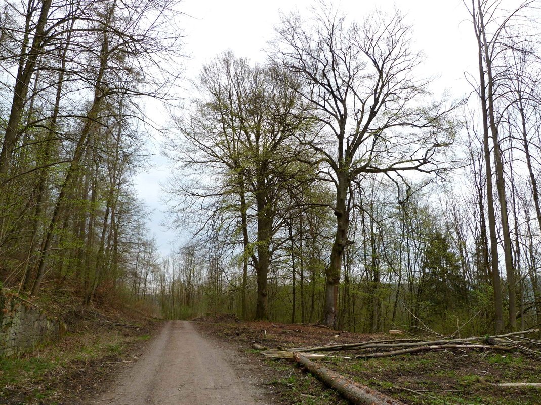 два старых деревьев и время – Весной - Heinz Thorns