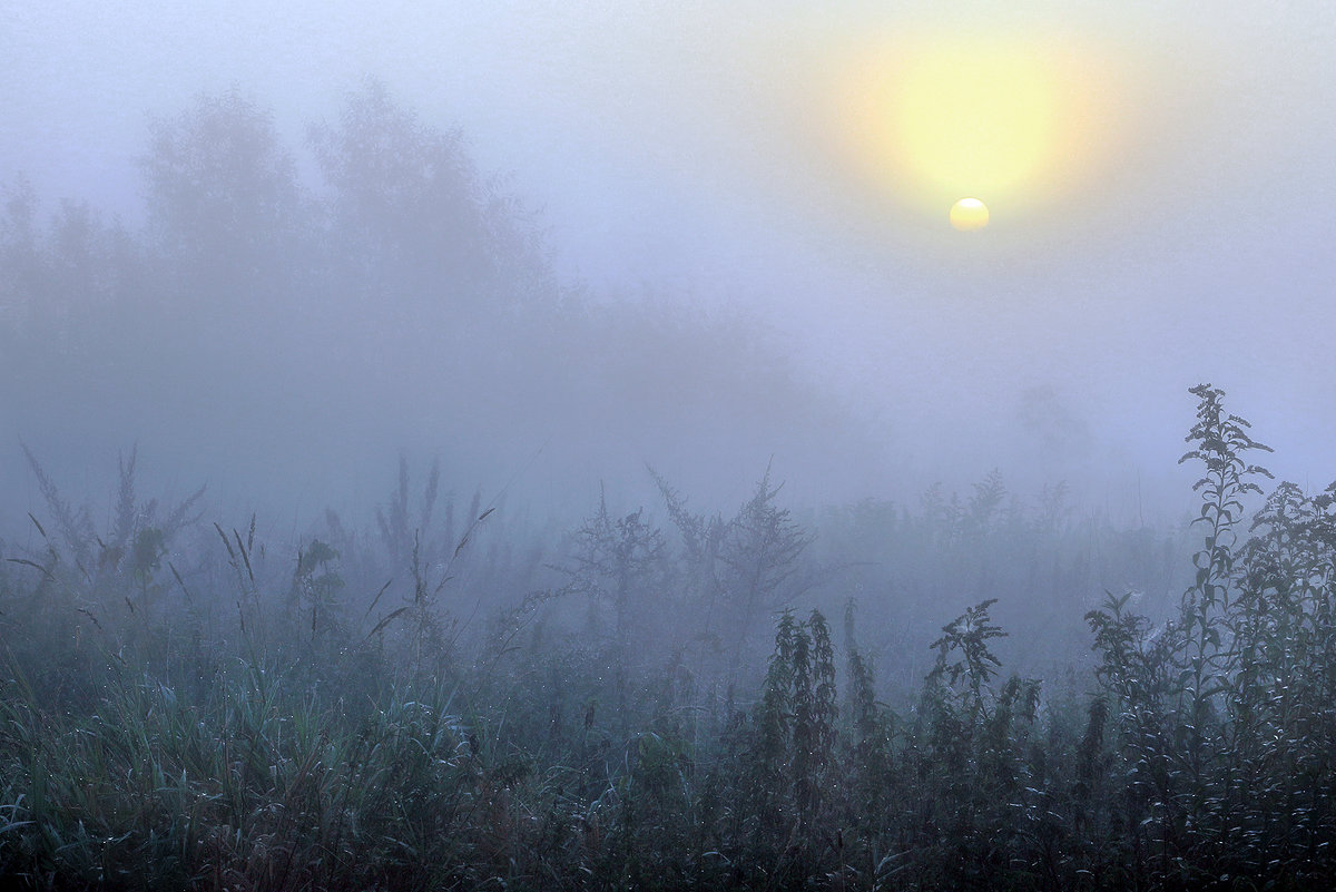 Рассветный туман... - Андрей Войцехов