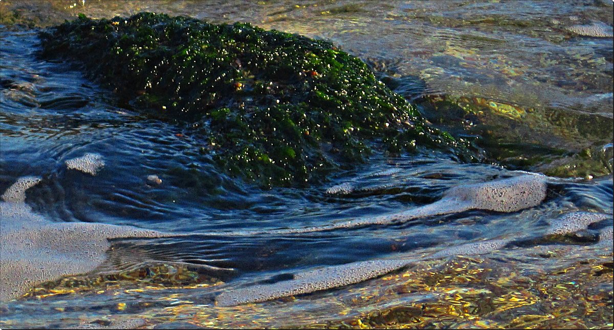 Волна, пена, водоросли - Людмила 