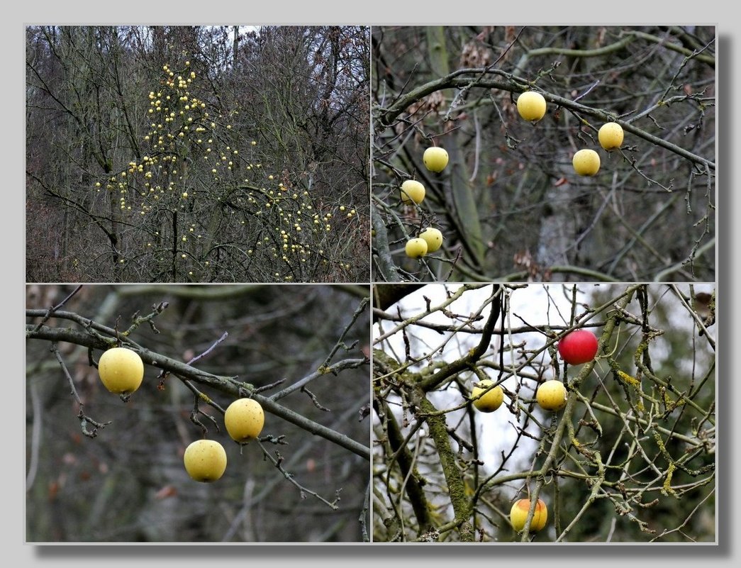Яблоки на дереве, листва уже упал - Heinz Thorns