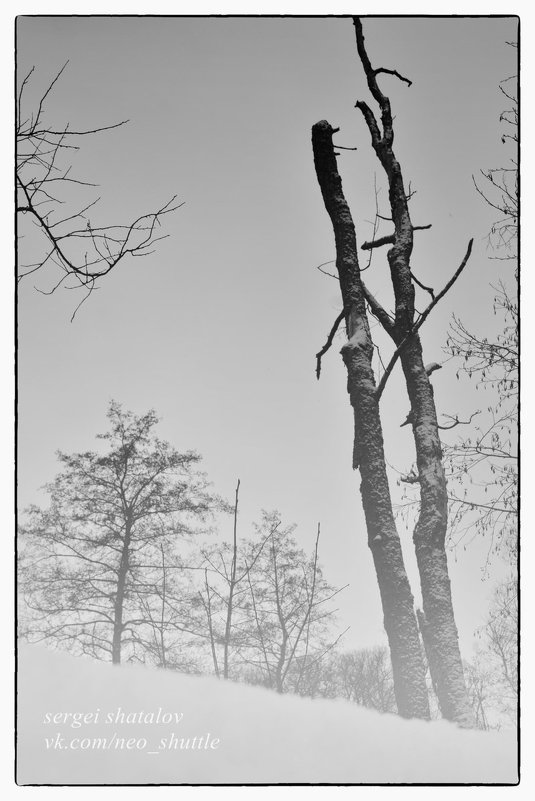 Где-то в зимнем лесу... - Сергей Шаталов