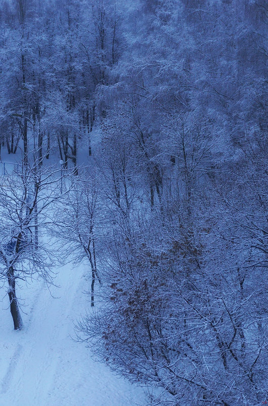 В снегу ... - Лариса Корженевская