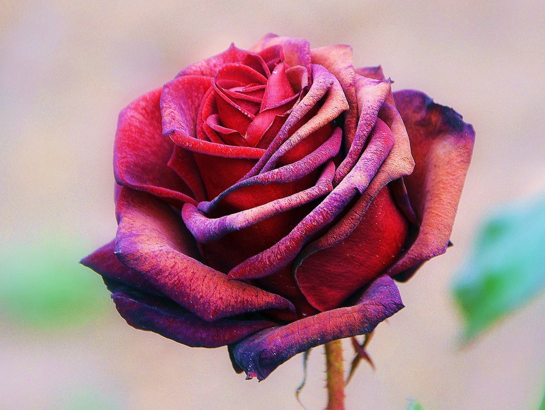Замерзшая роза - Ольга (crim41evp)