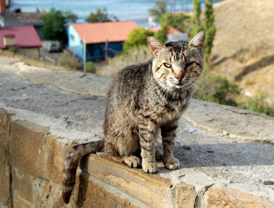 Коты Крыма. Бывалый. - Вера Литвинова