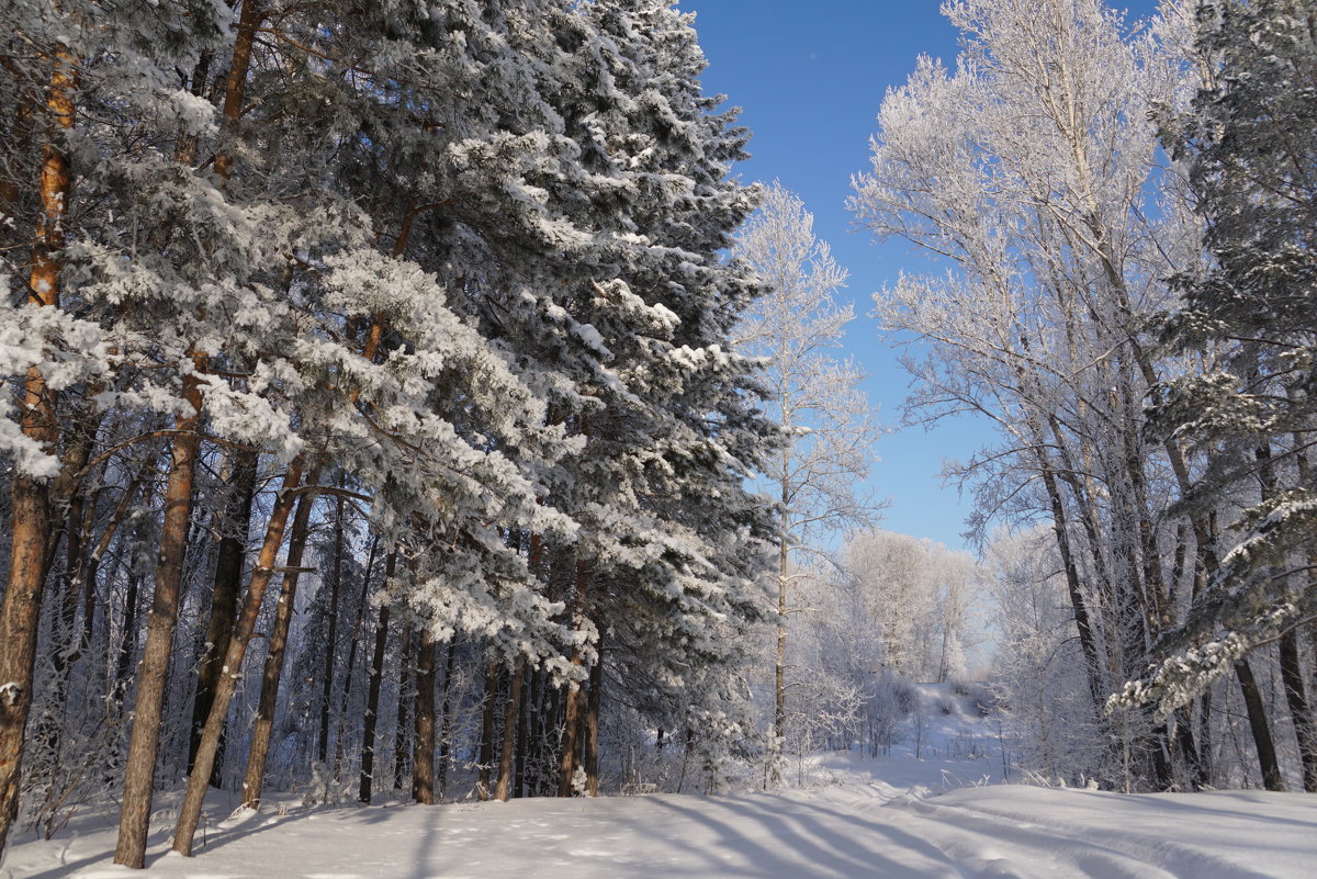 Зимний лес - Наталия Григорьева