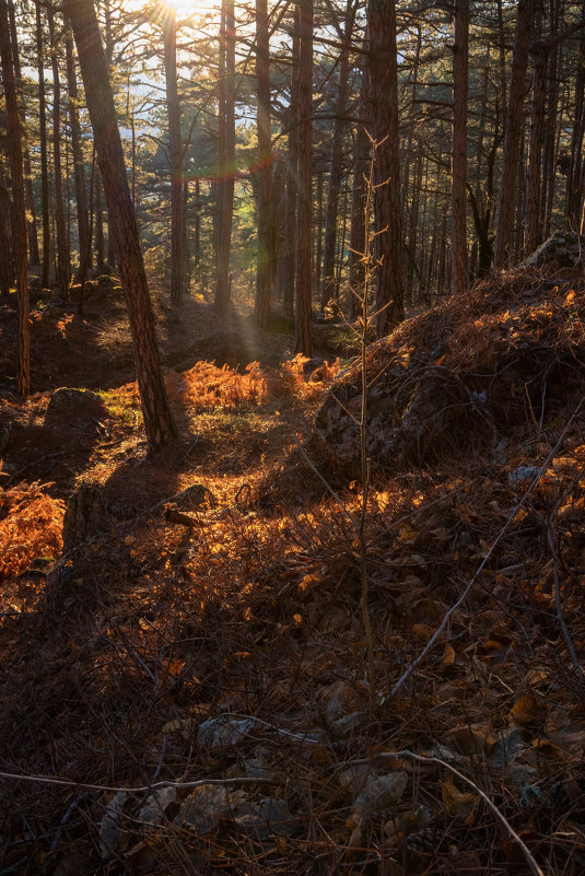 Дар солнца лесу - Сергей Яворский