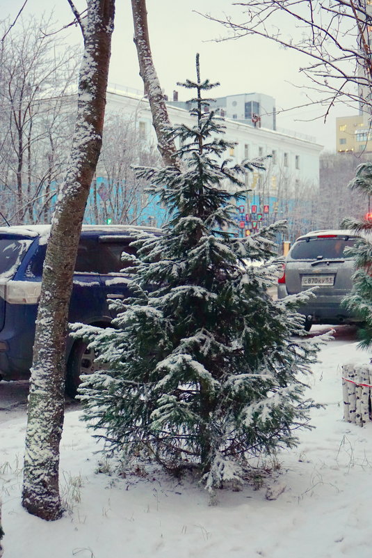 В городе родилась елочка... - Анна Приходько