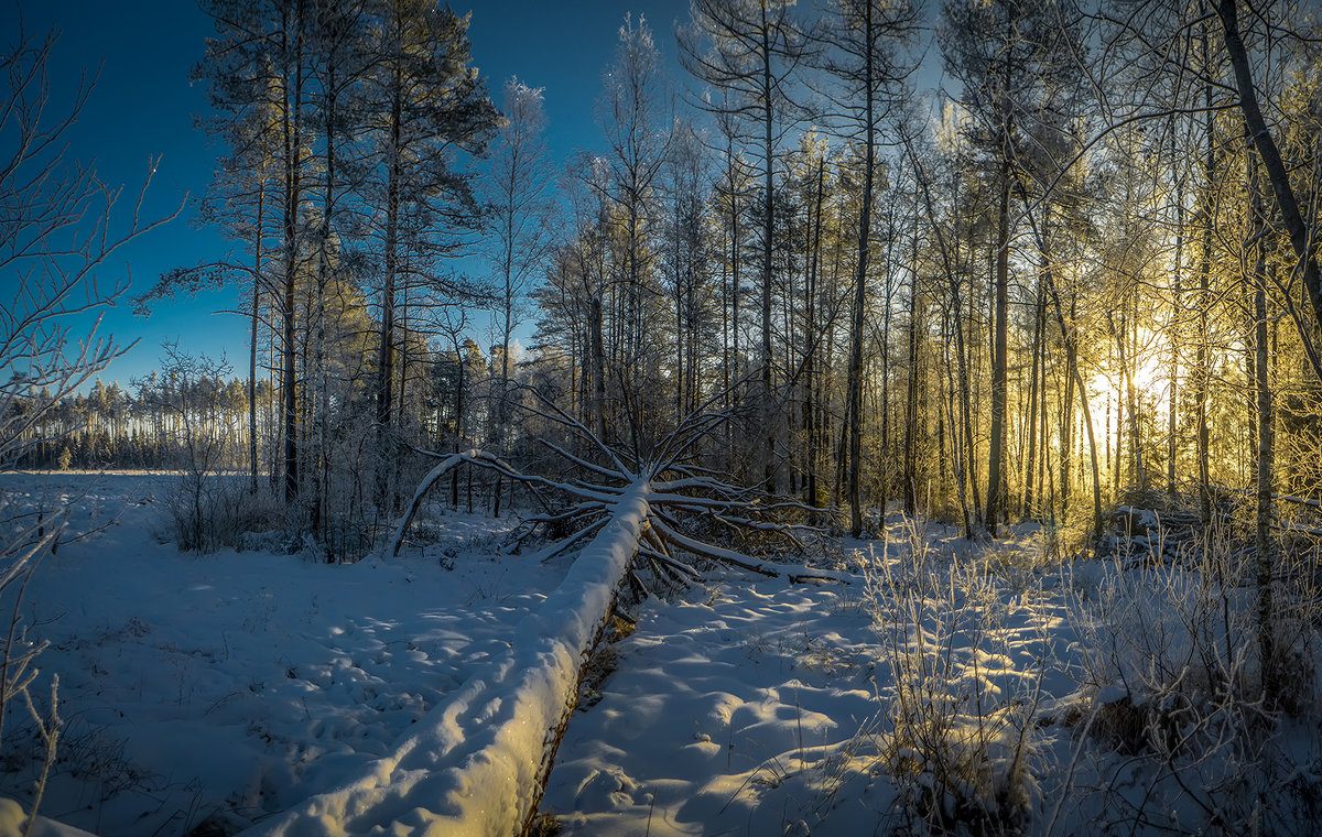 Поваленный лес зимой