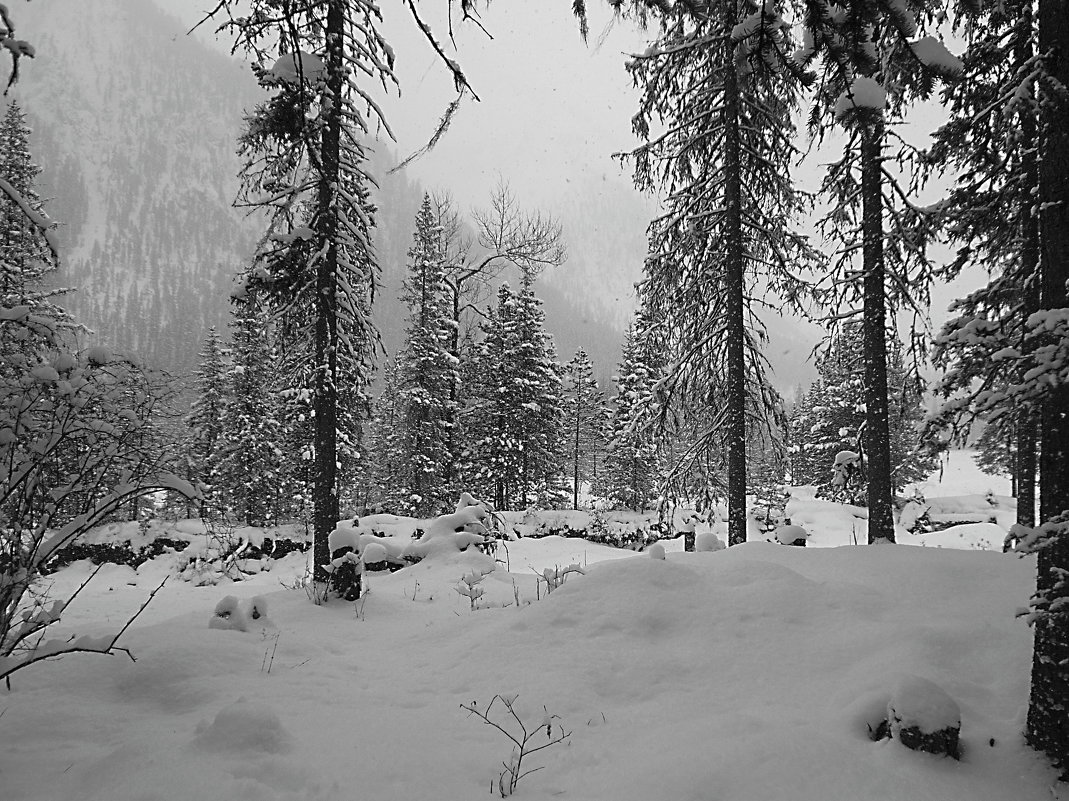 В зимнем лесу - Николай Танаев
