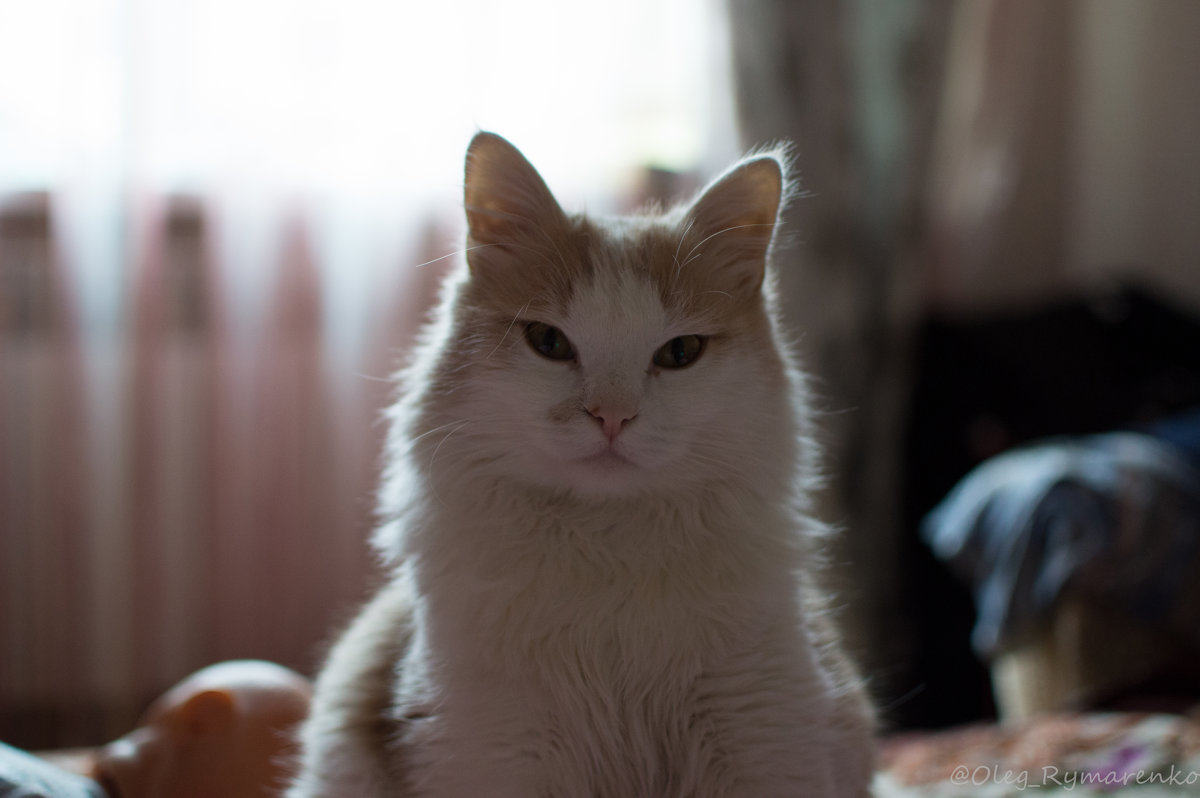 Портрет кота Барсика анфас - Олег Рымаренко