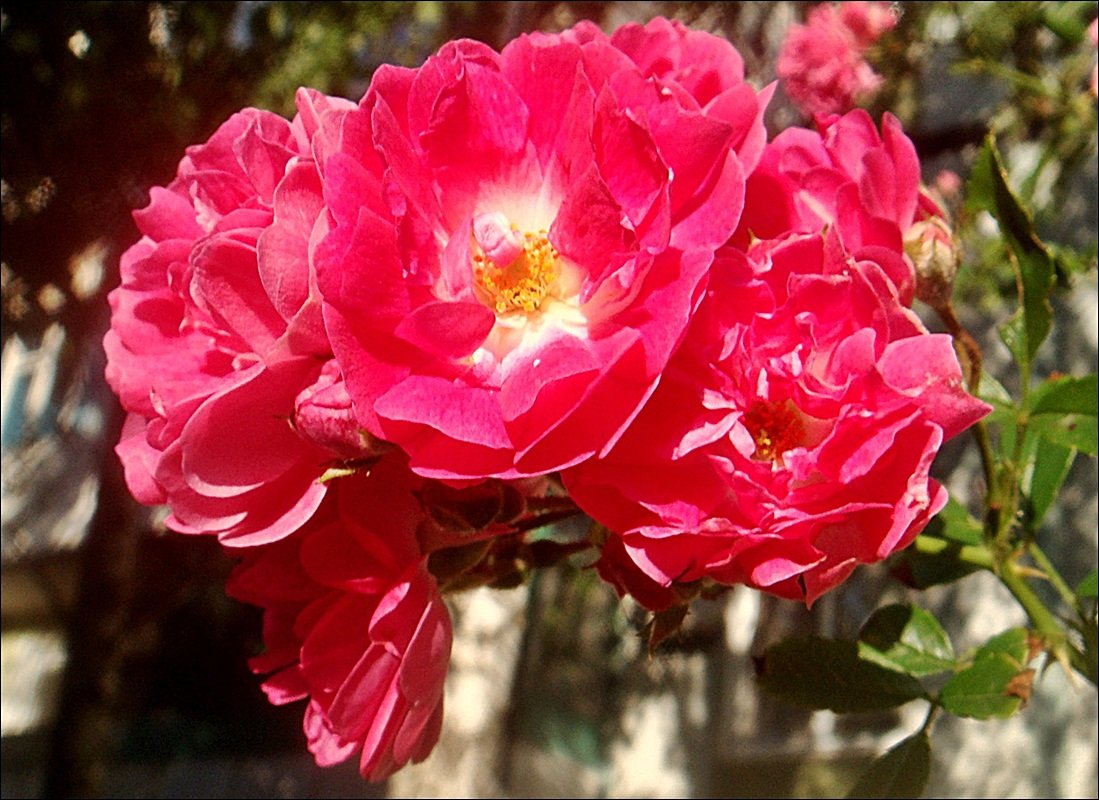 В мире роз.  Вьющиеся розы - Нина Корешкова
